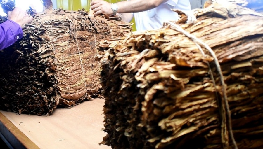 Misiones: Esta semana abonan a más de cuatro mil productores tabacaleros de la provincia