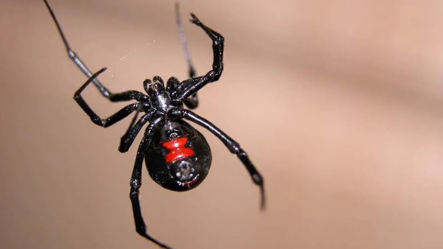 Tras el “7 de oro”, otra plaga que genera temor: alertan por la expansión de la “viuda negra”