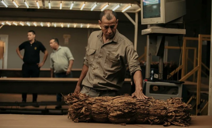 Misiones: Destacan el buen uso de Bioinsumos en el éxito del acopio del tabaco