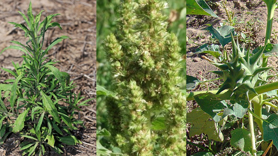 Para enfrentar las malezas desde una perspectiva integradora