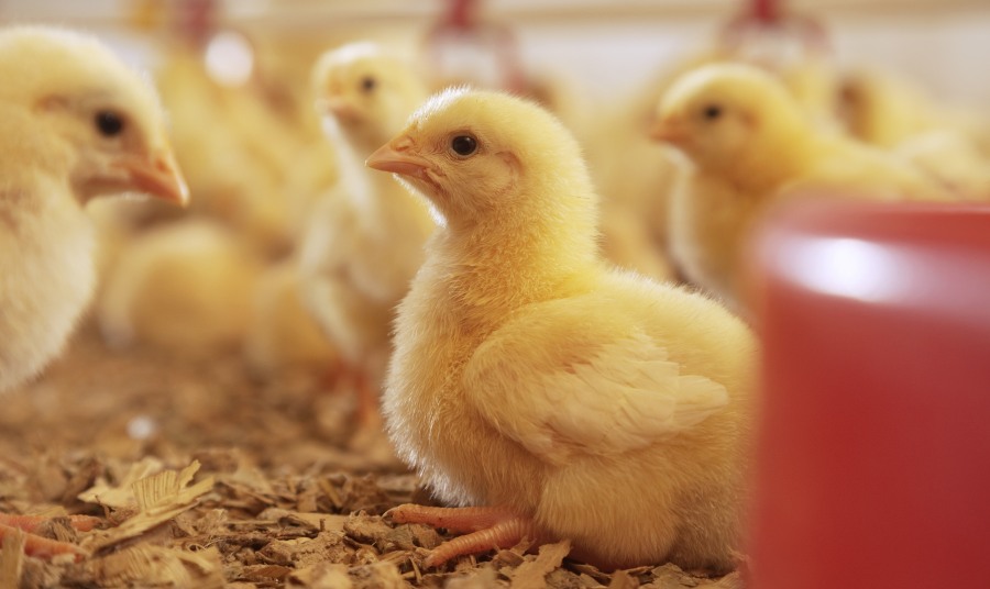 ¿Cómo proteger la rentabilidad avícola frente a la coccidiosis resistente?