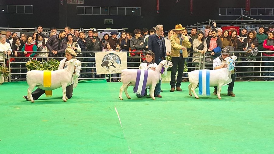 Orgullo misionero: La dupla La Armonía - Unelén con importantes distinciones en la Expo Rural de Palermo