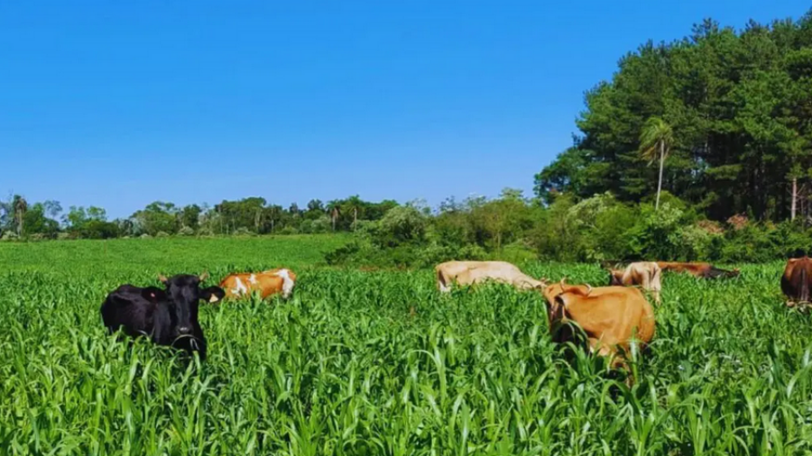 Lechería: recomendaciones para el uso de pasturas adaptadas