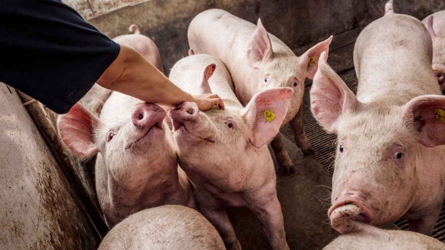 Innovación en salud porcina: Vacunación sin agujas