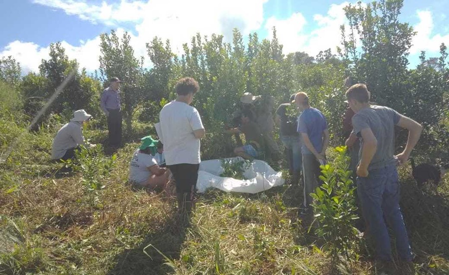Mejorar los yerbales: Capacitación sobre Manejo de Suelo, Planta a productores misioneros de Pozo Azul y San Pedro
