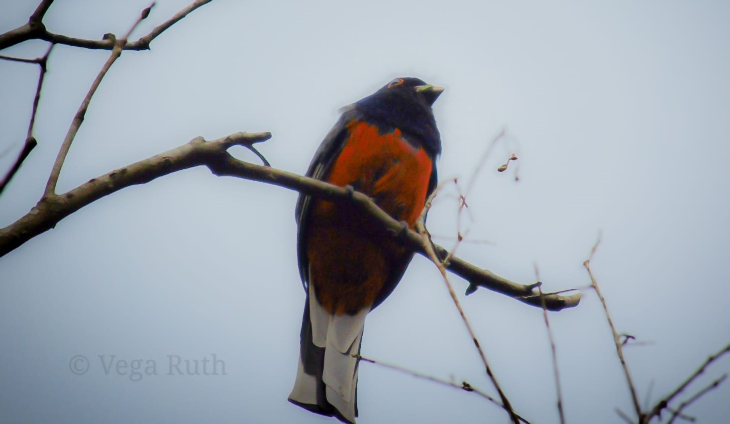 Misiones impulsa la Ruta de las Aves, una propuesta que une turismo y conservación