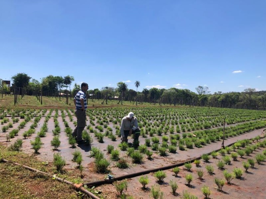 Por primera vez, la Feria Forestal Argentina junto al INTA contará con Plots demostrativos, a realizarse del 17 al 20 de Noviembre en el predio de la Fundación Parque Tecnológico de Misiones