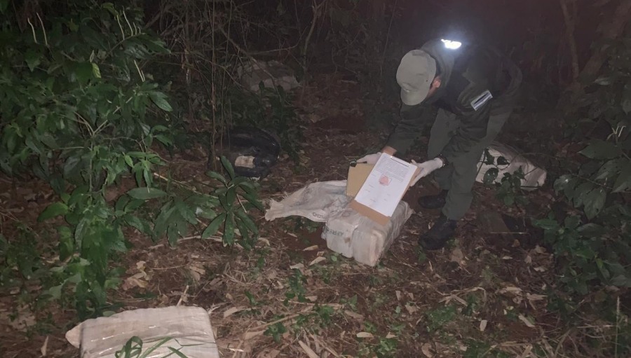 Gendarmería Nacional halló marihuana a la vera de una plantación de pinos