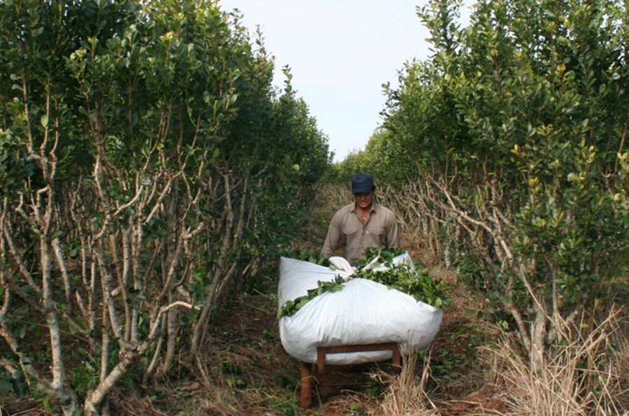 Agenda de Actividades del mes de Abril: El INYM apunta a incorporar mejoras en la cosecha y proveer de equipamiento a los tareferos de la cuenca yerbatera
