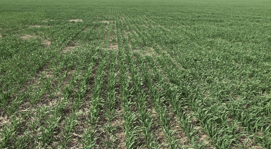 La falta de lluvias ya genera pérdidas en trigo, y comienza a complicar la siembra de maíz y girasol