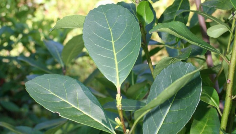 Actualización del costo de producción de la hoja verde de yerba mate