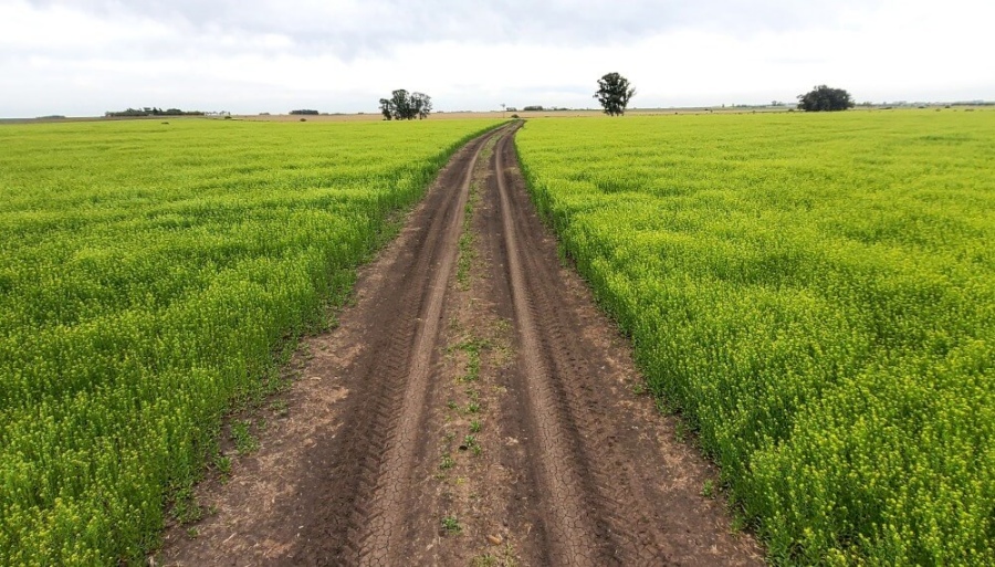 Los beneficios de la camelina, el cultivo que construye “puentes verdes” hacia la sustentabilidad