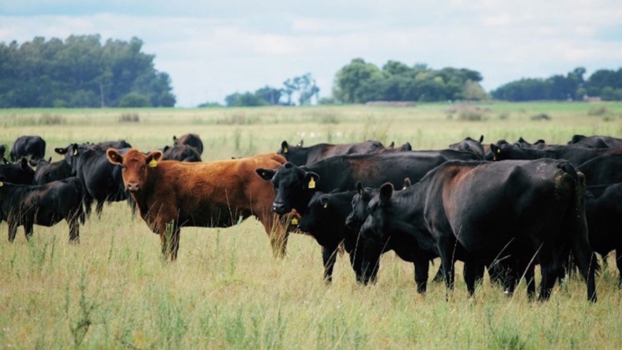 Con sincronización reproductiva, logran mejorar la eficiencia en los rodeos