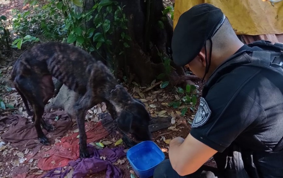 Crueldad animal: La Policía de Misiones rescató a un can que estaba en pésimas condiciones en la ciudad de Eldorado, estaba atado a un árbol con signos de desnutrición y una posible enfermedad parasitaria