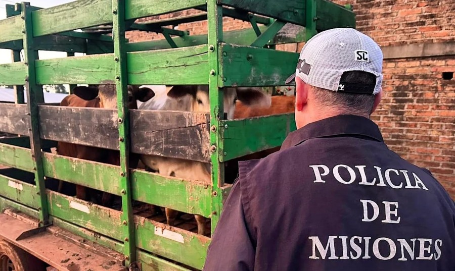 Policías de Misiones frustraron el robo de ganado, tres vacunos recuperados y una camioneta secuestrada