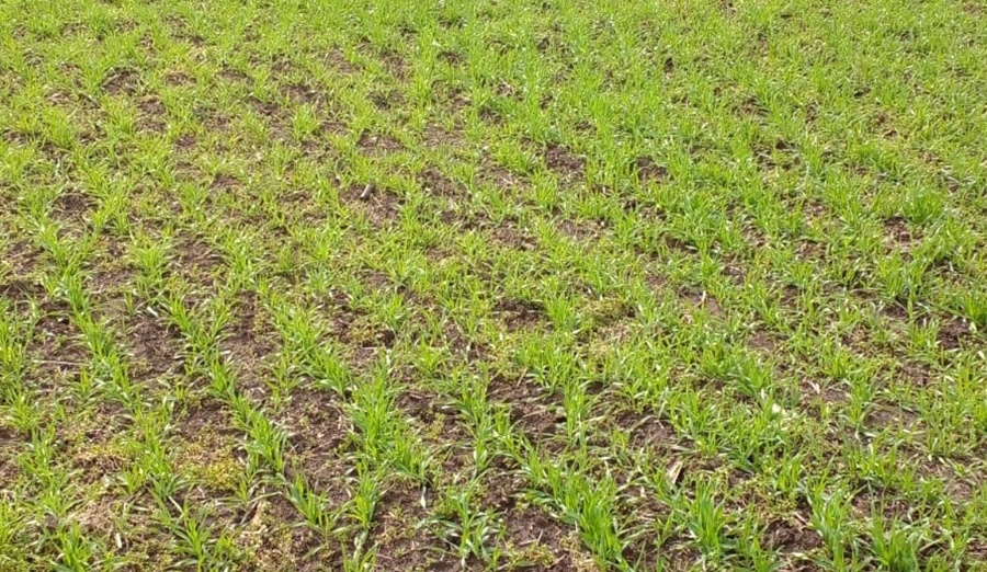 Promueven la producción bajo agroecología y herramientas para ser eficiente, resiliente, rentable y sustentable