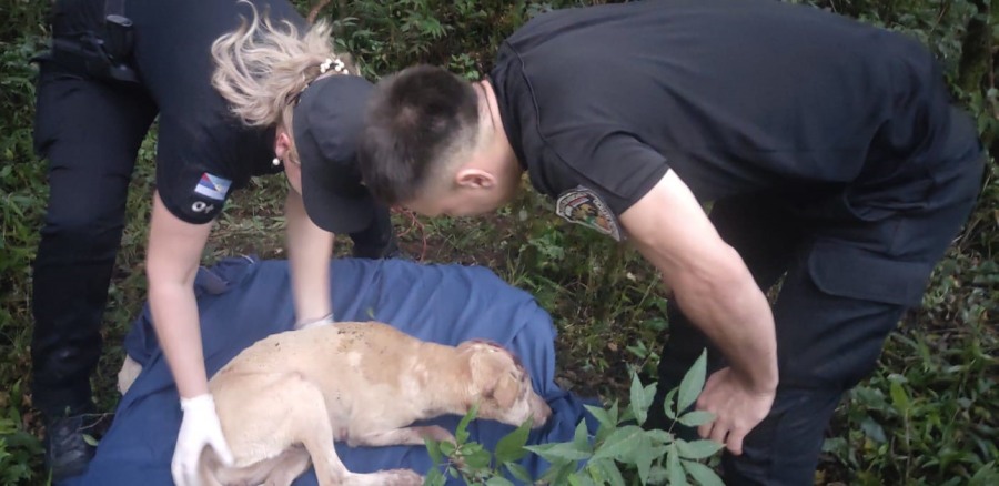 Misiones: Rescataron a una perra abandonado en una zona rural, fue encontrado atado a un árbol con múltiples lesiones en la cabeza, en otro accionar y salvaguardaron a un puerco espín que fue encontrado en una vivienda
