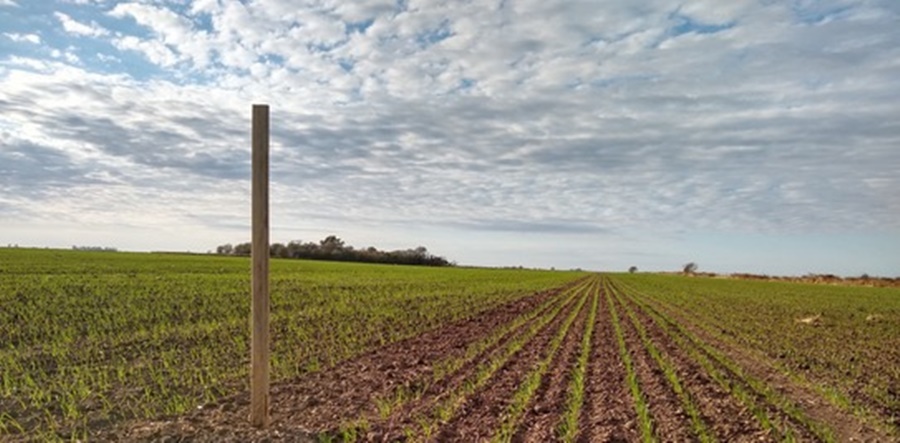 Cifras que transforman: Impulsando la agricultura regenerativa