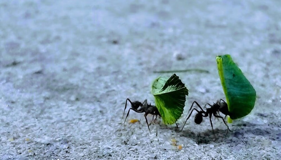 Un veneno casero para matar las hormigas negras en la huerta en casa
