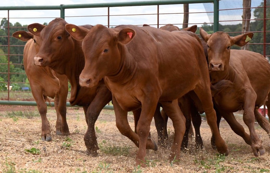 Misiones: Productores que tengan hasta 50 cabezas de ganado van a adquirir el subsidio de la dosis de la vacuna contra la fiebre aftosa, abonando únicamente el costo operativo