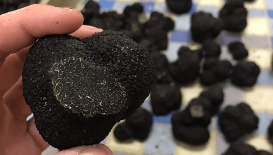 Qué son y cómo se cultivan las trufas negras, un producto de exportación que se cosecha con perros