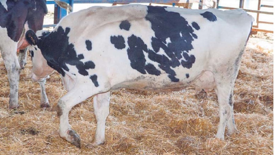 Vacuno: Enfermedades podales de origen infeccioso