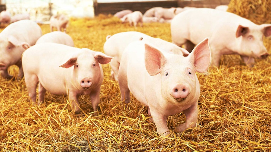 Cuatro trucos para engordar cerdos con eficiencia