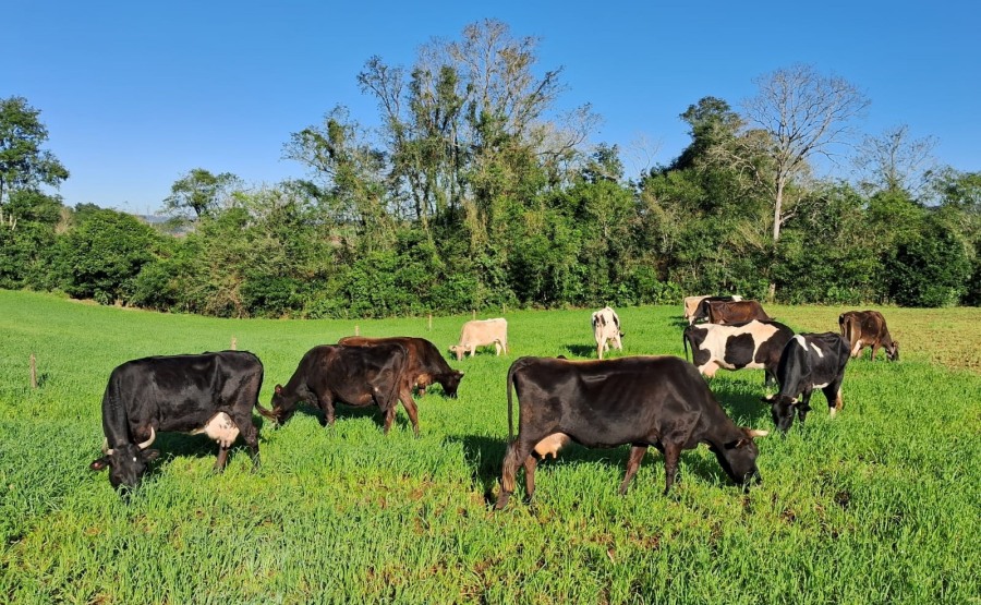 Misiones: Fortalecen la sanidad animal