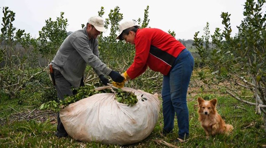 Apóstoles: Se estará haciendo la entrega de los Módulos Alimentarios para Tareferos