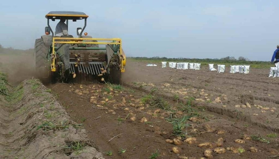 “No habrá faltantes de papa”: La siembra sumó 2.000 hectáreas en la principal zona productiva