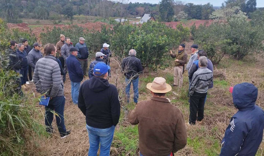 Capacitación en cosecha de “rama madura” con productores del Municipio misionero de Campo Grande