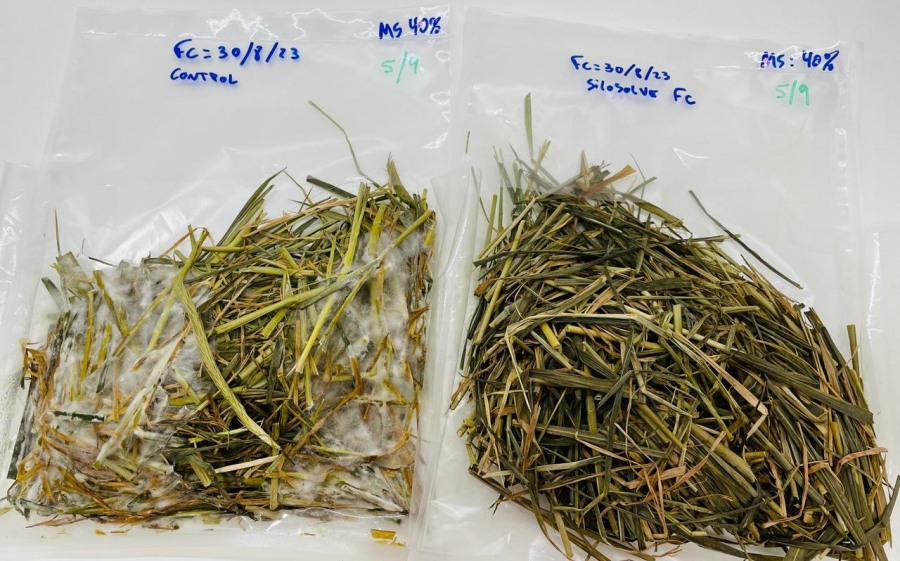 Innovación científica para mejorar la conservación del silaje
