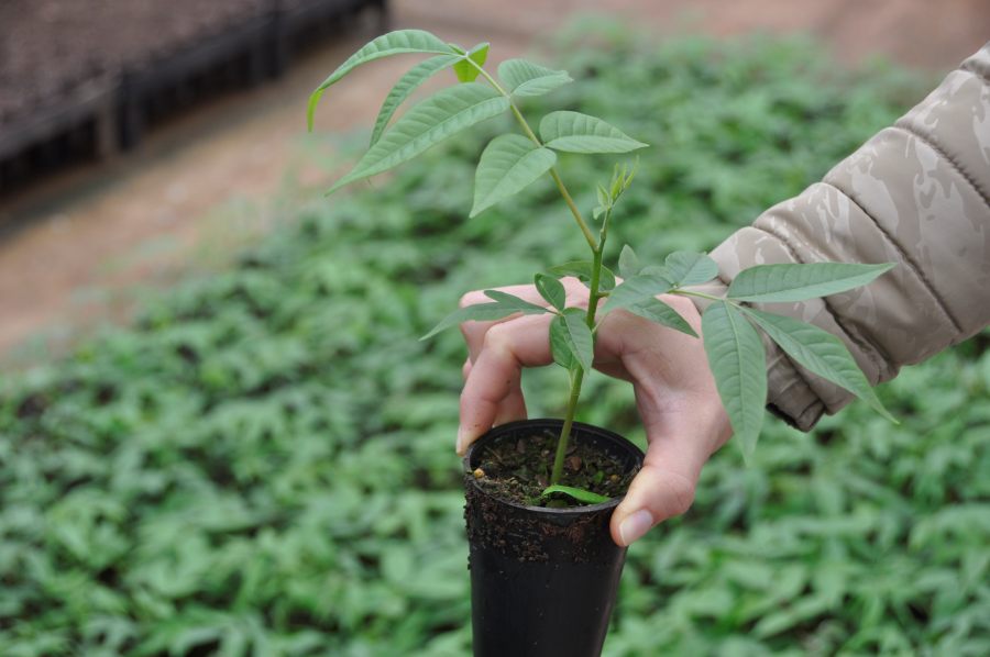 Una empresa ya plantó doscientos mil árboles nativos en Misiones y proyecta expandir su impacto regenerativo