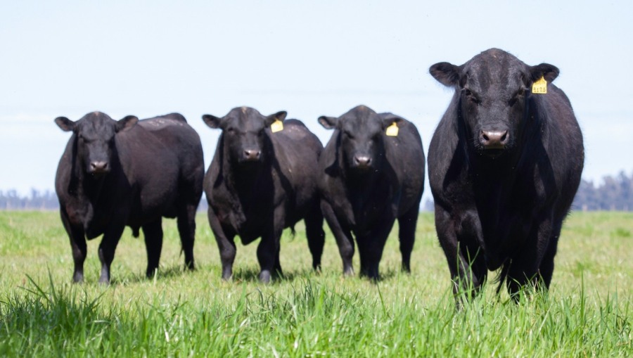 Mayor producción, eficiencia y salud en el tambo con probióticos