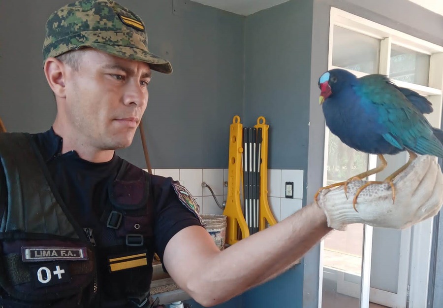 Misiones: Cada vez son más los requerimientos a la Policía para el rescate de animales silvestres en la Provincia