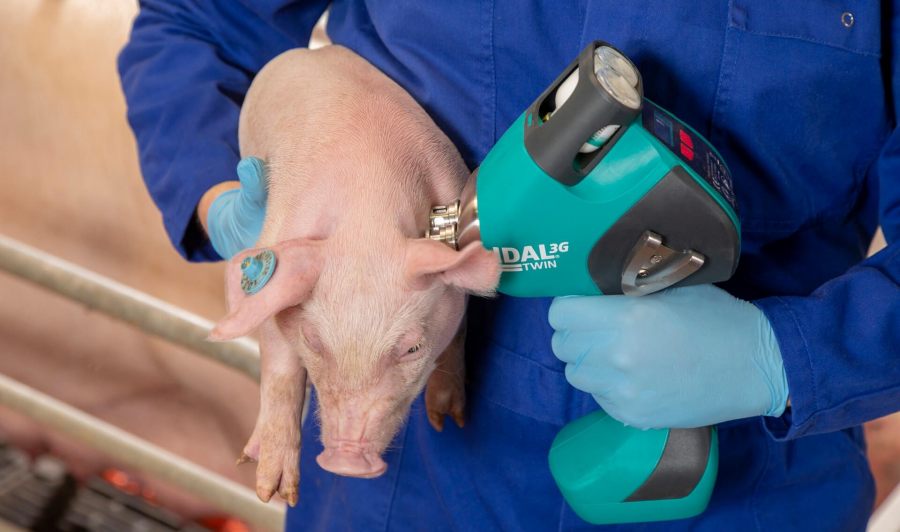 14 de Junio, Día de la Porcicultura: Tecnología, datos y salud, el nuevo ADN de la porcicultura