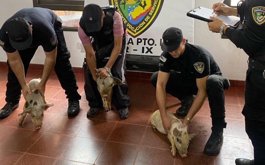 La Policía de Misiones recuperó a los tres cerditos: Fueron robados por una pareja a un agricultor en la localidad de Puerto Leoni