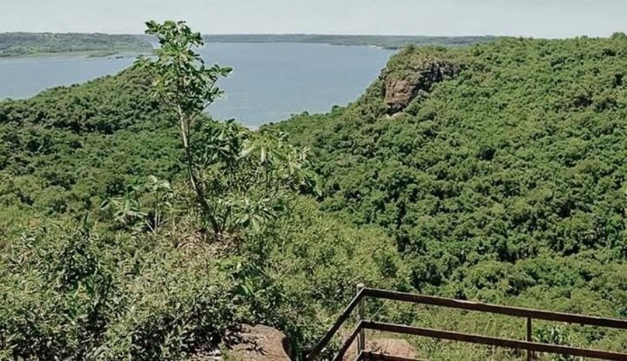 La provincia de Misiones apuesta a la restauración de su selva