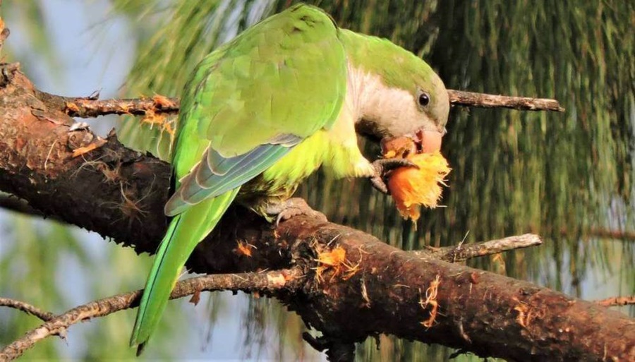 Durazno: Preocupa en San Pedro el impacto de las cotorras en plena cosecha