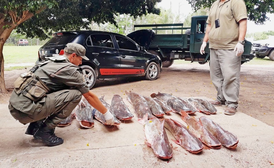 Personal de Gendarmería Nacional secuestró más de 400 kilos de pescado, que derivaron en 26 ejemplares y dos vehículos en Corrientes