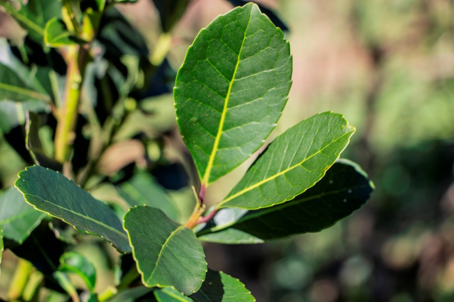 El INYM recuerda que en Octubre y Noviembre rige la suspensión de cosecha y secanza de yerba mate