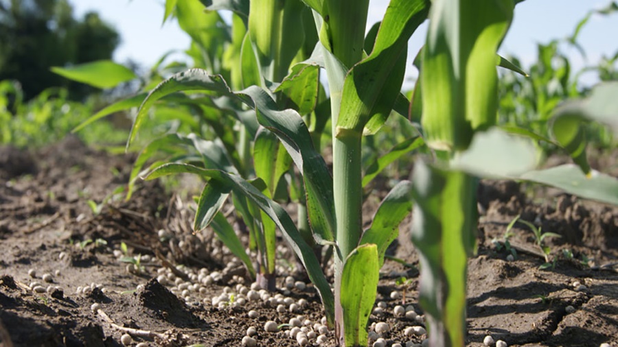 La relación de compra del maíz frente a la urea se ubica en su mínimo histórico