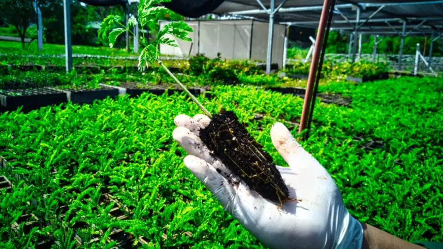 Biofábrica Misiones abre su convocatoria para la adquisición de plantines, la misma está destinada a productores de la provincia