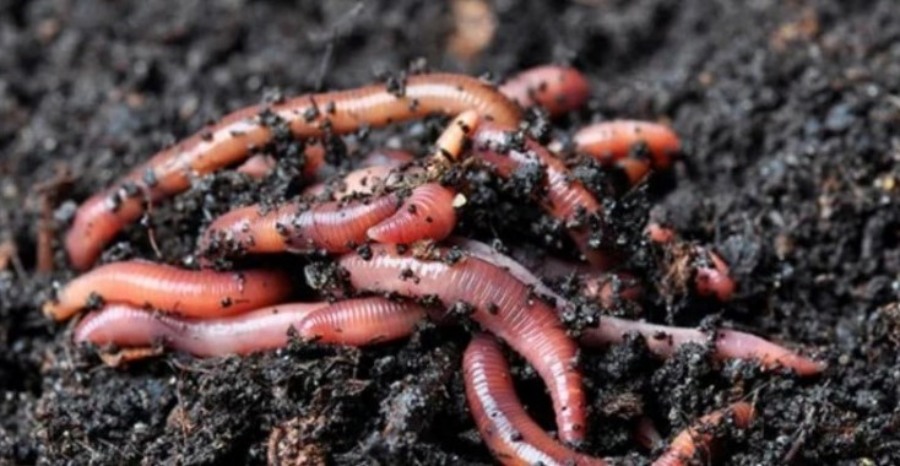 Apóstoles: Se realizará una capacitación sobre Compost y Lombricultura en el Vivero Municipal