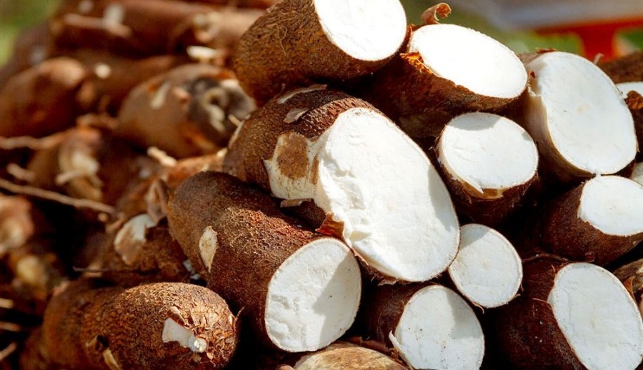 Producción de mandioca en Misiones: Trabajan en fortalecer la productividad y el agregado de valor