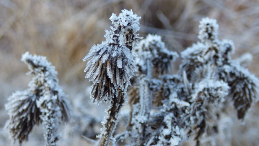 La ola polar no da tregua: Hay nueve provincias en alerta roja por temperatura extrema