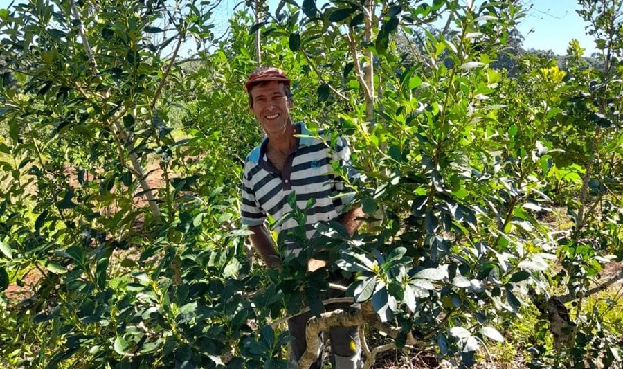 Buenos resultados con viruteo y limpieza en yerbales de El Alcázar