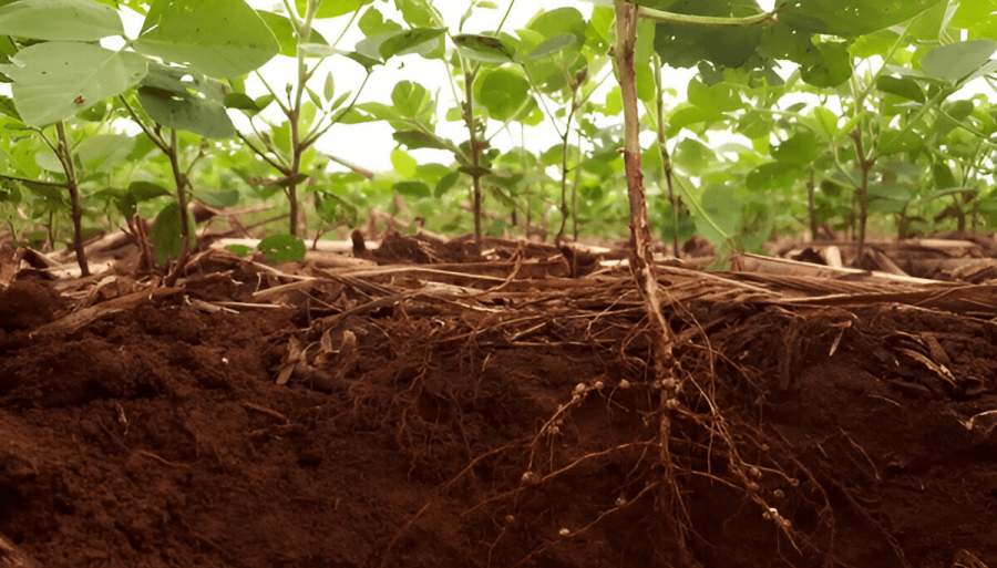 Malezas: Qué es la Alelopatía y por qué podría ser clave para reducir el uso de herbicidas