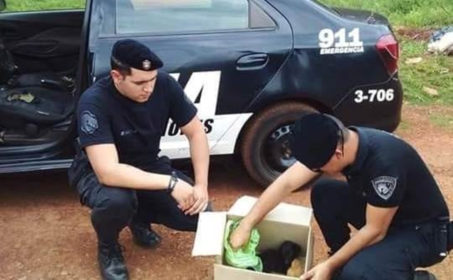 Apóstoles: Se rescató cachorros abandonados de los cuales se hallaban en muy mal estado, con desnutrición y deshidratación, uno falleció antes de poder asistido, fue en el Barrio Las Ruinas