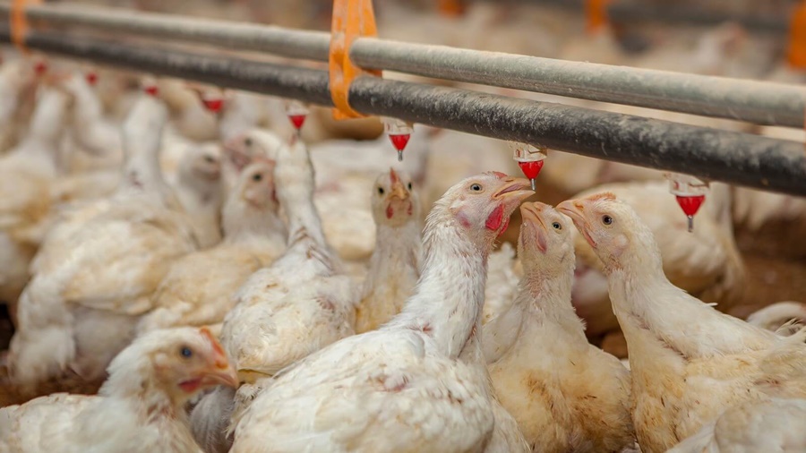Polémica en Corrientes: Casi sacrifican 200.000 aves de una granja donde no hay gripe aviar